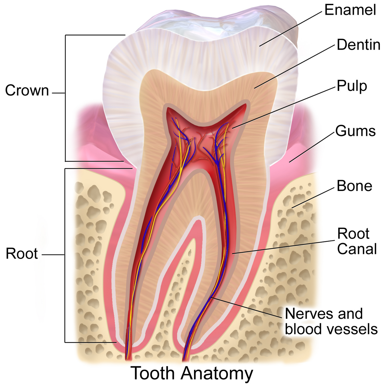 Anatomie d'une dent : email, dentine, pulpe (chambre pulpaire, canaux radiculaires)
